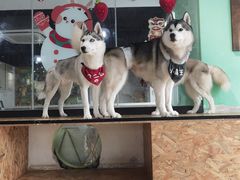 -Husky Go! 哈士奇体验馆·宠物咖啡厅狗咖