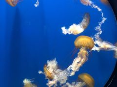 -烟台海昌鲸鲨海洋公园