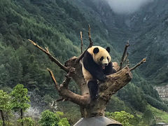 -卧龙中华大熊猫苑神树坪基地