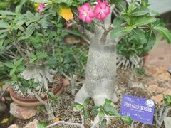 -国家植物园南园