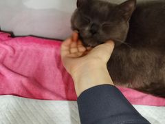 -宠颐生嘉德动物医院