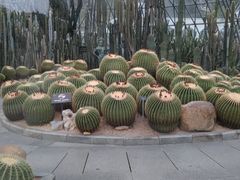-深圳仙湖植物园