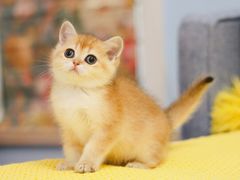 -Bastet sally猫舍购宠(静安店)
