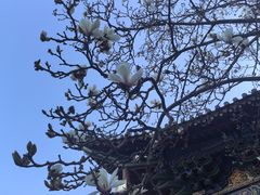 -真庆观