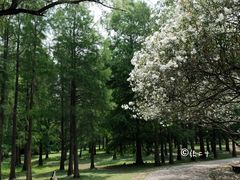 -上海共青森林公园