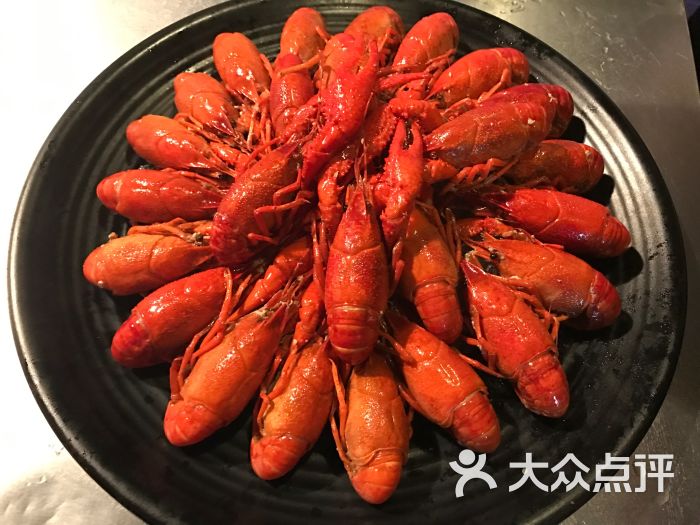 虾皇龙虾图片 - 第13张