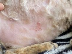 -PETKIT 小佩宠物·低压洗护·美容·寄养(安远店)