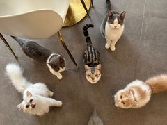 -飞行喵MR PILOT|猫舍·猫咖(静安大融城店)