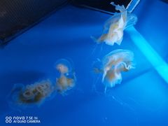 -芜湖新华联大白鲸海洋公园