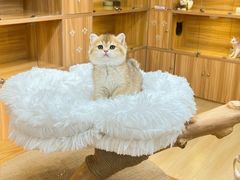 -猫十亿·布偶金渐层·曼基康矮脚猫舍(青年路店)