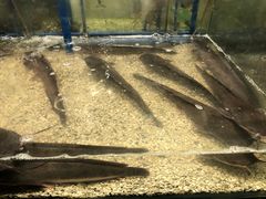 -Isla Sugbu Seafood City