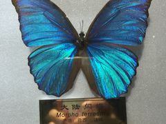 -上海昆虫博物馆