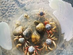 -北海金海湾红树林生态旅游区