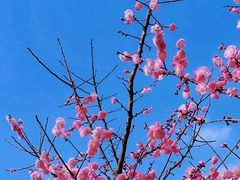 -秀丽东方
