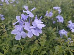 -深圳湾公园(南山区)