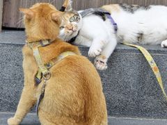 -Again Coffee Roaster(香蜜湖店)