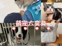 -爱妮康宠物医院·干细胞免疫细胞·肿瘤·心脏(张江店)