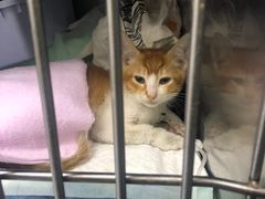 -爱侣宠医·鹦鹉专科·小型哺乳类·异宠专科(灵石路店)