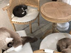 -共舞时光猫咖·狗咖(新街口店)
