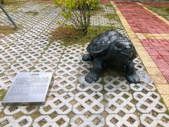 -广东惠东海龟国家级自然保护区