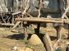 -武汉动物园