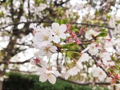 -高东镇樱花园