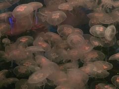 -重庆欢乐海底世界