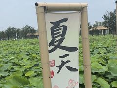-荷花荡