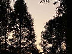 -洋湖国家湿地公园