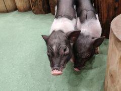 -藦茜花园宠物主题亲子互动体验馆(国顺东路店)
