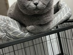 -伟伟宠物医院·瑞派猫友好医院·猫科(光谷店)