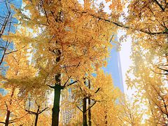 -重庆市江北嘴中央商务区中央公园