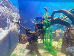 -烟台海昌鲸鲨海洋公园