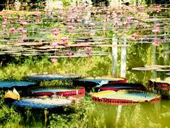 -中国科学院西双版纳热带植物园