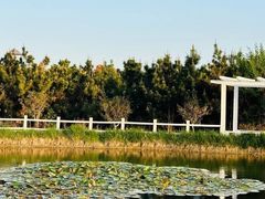 -莱阳濯村樱花园