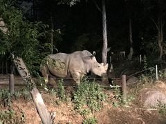 -清迈夜间动物园