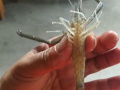 野生河虾-润记农家菜
