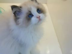-小猫来了·猫舍(红山六九七九店)