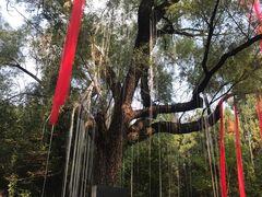 -淄博聊斋城景区