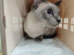 -中农大我爱我爱动物医院·核磁CT·猫病·24小时夜诊中心(石佛营店)