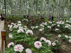 -仁和公园(顺义区)