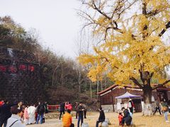 -千年银杏谷文化旅游区