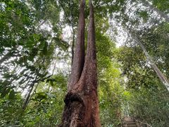 -武吉知马自然保护区