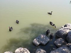 -天津东丽湖风景区