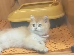 -欣宠猫屋·矮脚拿破仑·蓝金金渐层