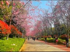 -洛龙公园