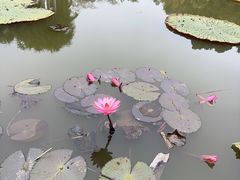 -中国科学院西双版纳热带植物园
