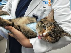 -纳吉亚猫专科动物诊疗中心(蒋宅口分院)