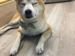 -柴迷FANS CLUB·柴犬狗咖·猫咖