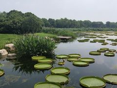 -荷塘月色湿地公园·向阳花洲